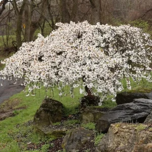 Weeping Yoshino Cherry Live Plant - 2.5 inch Pot - Elegant Cascading Blooms - Outdoor - Image 1
