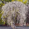 Weeping Yoshino Cherry Sapling Tree - 10–12" Tall - 2.5" Pot - Prunus x yedoensis - Ornamental Flowering Landscape Tree – No Ship PR, AK, HI - Image 1