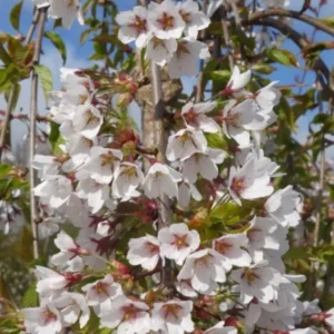 Weeping Yoshino Cherry Sapling Tree - 10–12" Tall - 2.5" Pot - Prunus x yedoensis - Ornamental Flowering Landscape Tree – No Ship PR, AK, HI - Image 2