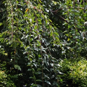 Weeping Yoshino Cherry Sapling Tree - 10–12" Tall - 2.5" Pot - Prunus x yedoensis - Ornamental Flowering Landscape Tree – No Ship PR, AK, HI - Image 4