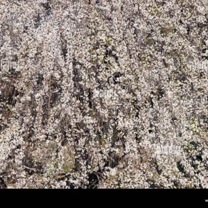 Weeping Yoshino Cherry Tree - Live Plant 24-36 In Tall - Prunus x yedoensis 'Shidare Yoshino' Outdoor - Image 3