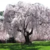 Weeping Yoshino Cherry Tree Live Plant – 2.5 inch Pot – Outdoor Flowering Tree - Image 1