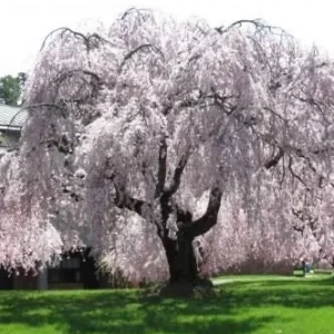 Weeping Yoshino Cherry Tree Live Plant – 2.5 inch Pot – Outdoor Flowering Tree - Image 1