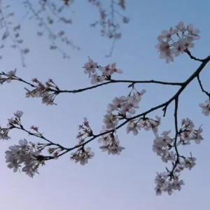 Weeping Yoshino Cherry Tree Live Plant - Pale Pink Spring Blooms, 2.5 Inch Pot - Image 2