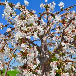 Weeping Yoshino Cherry Tree Live Plant - Pale Pink Spring Blooms, 2.5 Inch Pot - Image 3