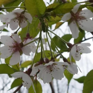 Weeping Yoshino Cherry Tree Live Plant - Pale Pink Spring Blooms, 2.5 Inch Pot - Image 6