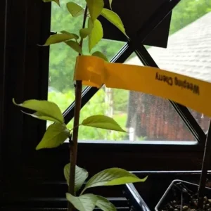 Weeping Yoshino Cherry Tree Live Plant - Pale Pink Spring Blooms, 2.5 Inch Pot - Image 8