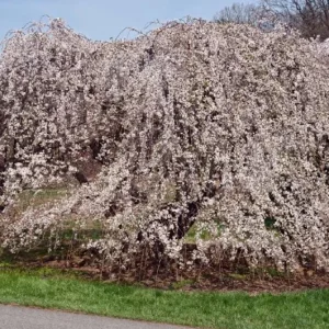 Weeping Yoshino Cherry Tree Live Plant - Pale Pink Spring Blooms, 2.5 Inch Pot - Image 9