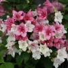 Weigela Czechmark Trilogy Live Plant - 4 inch Pot - Outdoor Flowering Shrub - Image 1