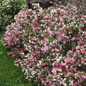 Weigela Czechmark Trilogy Live Plant - 4 inch Pot - Outdoor Flowering Shrub - Image 2