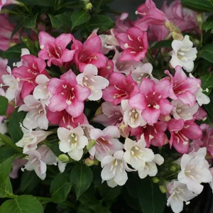 Weigela Czechmark Trilogy Live Plant - 4 inch Pot - Outdoor Flowering Shrub - Image 1