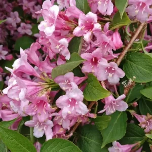 Weigela Florida Live Plant – Pink & White Flowers – Outdoor Shrub – 4+ Inches Tall - Image 1