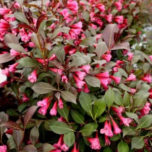 Weigela Live Shrub – Rosy Pink Flowers, Purple Foliage, Reblooming, Quart Pot - Image 3