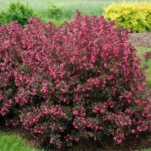 Weigela Live Shrub – Rosy Pink Flowers, Purple Foliage, Reblooming, Quart Pot - Image 4