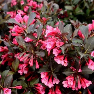 Weigela Live Shrub – Rosy Pink Flowers, Purple Foliage, Reblooming, Quart Pot - Image 1