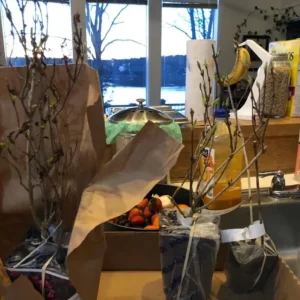 Weigela Live Shrub – Rosy Pink Flowers, Purple Foliage, Reblooming, Quart Pot - Image 6