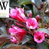 Weigela Wine & Roses Live Plant – Dark Foliage, Pink Flowers – 4 inch Pot - Image 1