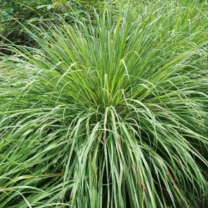 West Indian Lemongrass Seeds - Non-GMO Culinary Herb for Garden & Repellent - Image 2