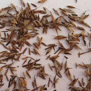 West Indian Lemongrass Seeds - Non-GMO Culinary Herb for Garden & Repellent - Image 3