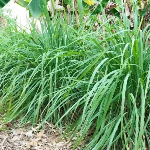 West Indian Lemongrass Seeds - Non-GMO Culinary Herb for Garden & Repellent - Image 4