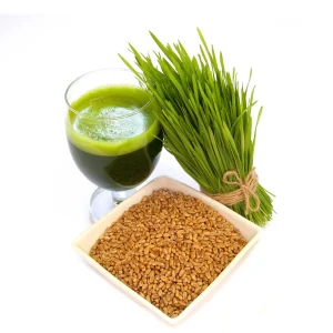 Wheat Grass Seed 1 LB (13,500+ seeds) - Pet Friendly, Guaranteed to Grow - Image 2
