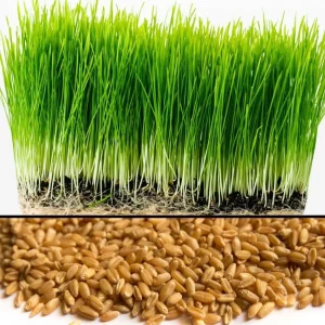 Wheat Grass Seed 1 LB (13,500+ seeds) - Pet Friendly, Guaranteed to Grow - Image 1