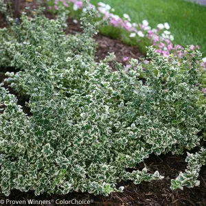 White Album Euonymus Live Plant - Variegated Evergreen Groundcover - 4 inch Pot - Image 4
