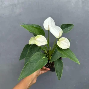 White Anthurium Live Plant in 4 inch Pot - Easy Care Flamingo Flower Houseplant - Image 3