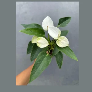 White Anthurium Live Plant in 4 inch Pot - Easy Care Flamingo Flower Houseplant - Image 1