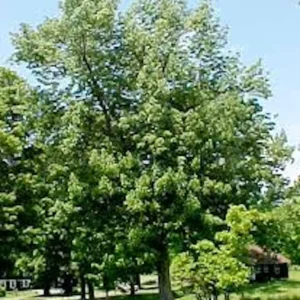 White Ash Tree Live Plant – 12-24in Bare Root – Fraxinus americana Outdoor - Image 3