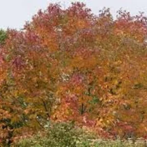 White Ash Tree Live Plant – Fraxinus americana – 12-24in Bare Root - Image 4