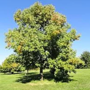 White Ash Tree Live Plant – Fraxinus americana – 12-24in Bare Root - Image 5