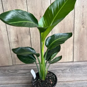 White Bird of Paradise Live Plant, Strelitzia nicolai, 6 inch Pot, Indoor/Outdoor - Image 3