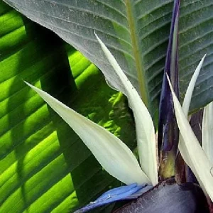 White Bird of Paradise Live Plant – Strelitzia nicolai – 4 inch Pot – Indoor/Outdoor - Image 4