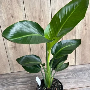 White Bird of Paradise Live Plant, Strelitzia nicolai, 6 inch Pot, Indoor/Outdoor - Image 7