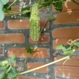 White Bitter Gourd Seeds - Heirloom Asian Vegetable Seeds - 20 Count Packet - Image 2