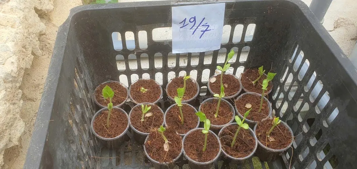 White Bitter Gourd Seeds - Heirloom Asian Vegetable Seeds - 20 Count Packet - Image 4