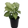 White Butterfly Arrowhead Plant - Syngonium Podophyllum Live Plant - 3.5" Pot - Indoor Foliage - Image 1