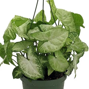White Butterfly Arrowhead Plant - Syngonium Podophyllum Live Plant - 3.5