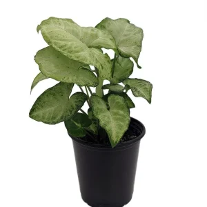 White Butterfly Arrowhead Plant - Syngonium Podophyllum Live Plant - 3.5