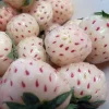 White Carolina Pineberry Bare Root Plants - 10 Roots - Pineapple Strawberry Flavor - Image 1