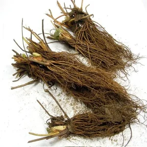 White Carolina Pineberry Bare Root Plants - 10 Roots - Pineapple Strawberry Flavor - Image 2