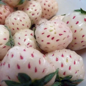 White Carolina Pineberry Plants - 50 Bareroot - Pineapple Strawberry Flavor - Image 1