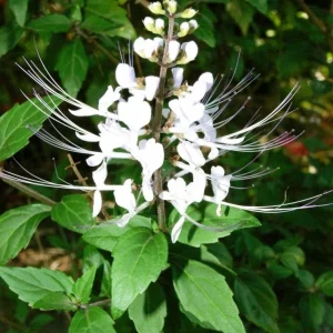 White Cat Whiskers Live Starter Plants – 2-Pack, 4-6