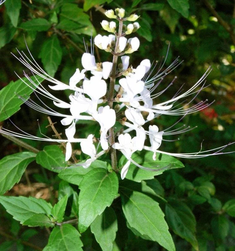 White Cat Whiskers Live Starter Plants – 2-Pack, 4-6" Tall – Tropical Ornamental - Image 2