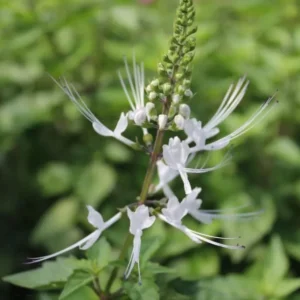 White Cat Whiskers Live Starter Plants – 2-Pack, 4-6