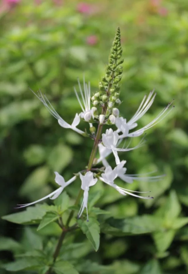 White Cat Whiskers Live Starter Plants – 2-Pack, 4-6" Tall – Tropical Ornamental - Image 3
