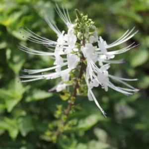 White Cat Whiskers Live Starter Plants – 2-Pack, 4-6