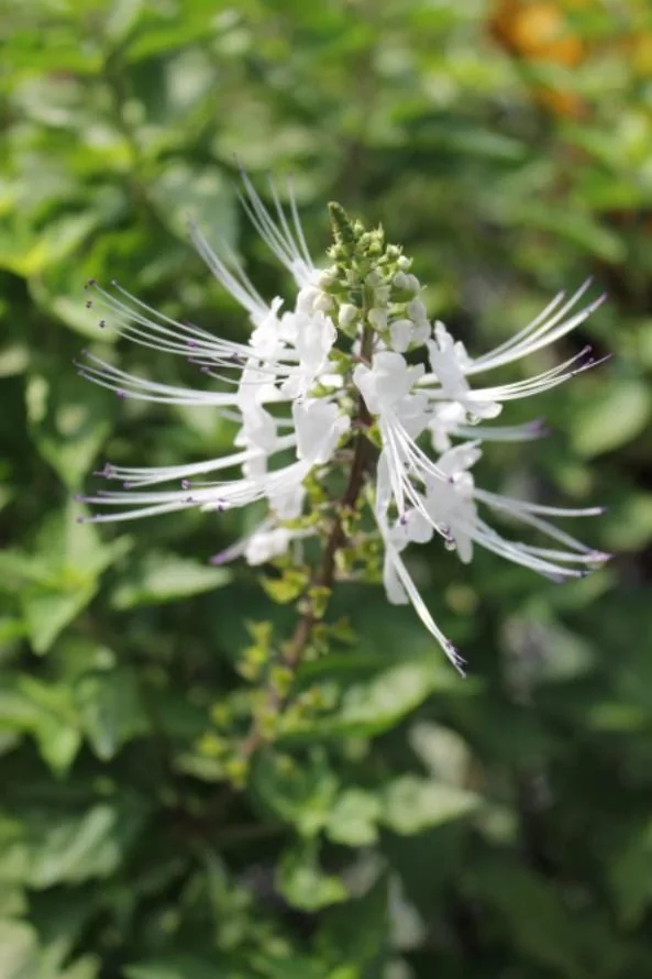 White Cat Whiskers Live Starter Plants – 2-Pack, 4-6" Tall – Tropical Ornamental - Image 4