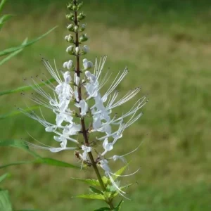 White Cat Whiskers Live Starter Plants – 2-Pack, 4-6